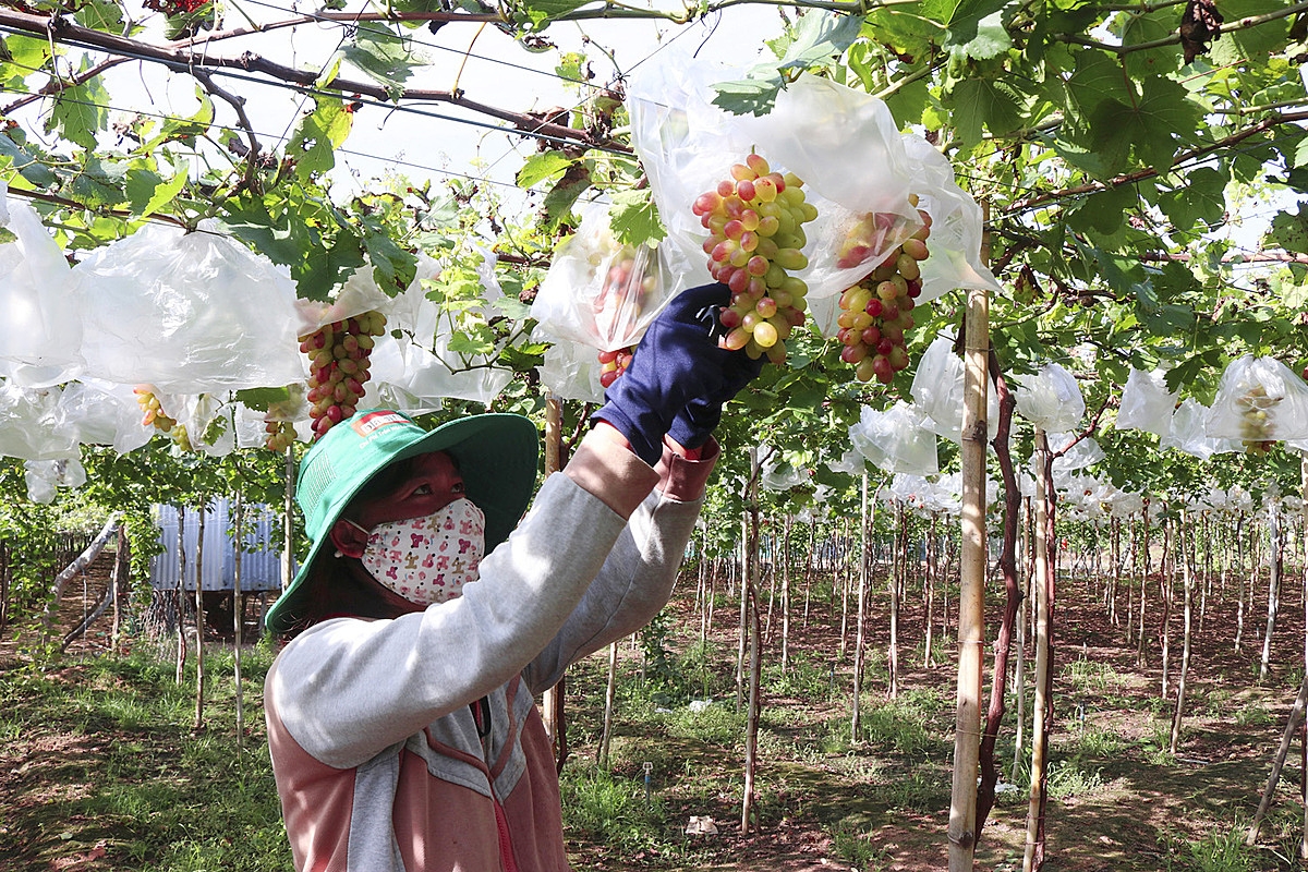 Không ít thanh niên hiện nay chưa hiểu đúng về mô hình KTTT, HTX.