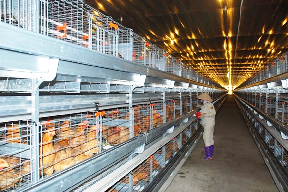 Ứng dụng công nghệ cao là giải pháp giúp HTX nâng cao năng suất, chất lượng.