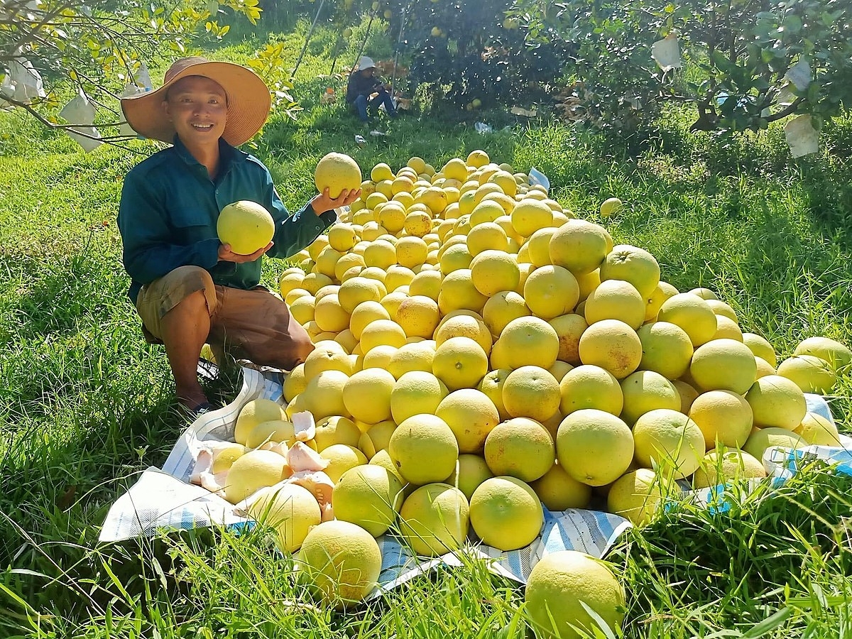 HTX nông nghiệp Choa đang chủ yếu bán sản phẩm tươi nên khâu đóng gói, vận chuyển vẫn còn gặp nhiều khó khăn.