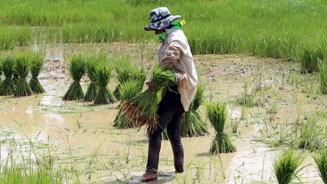 Thái Lan cùng với Việt Nam đang xem xét việc tăng giá gạo xuất khẩu.