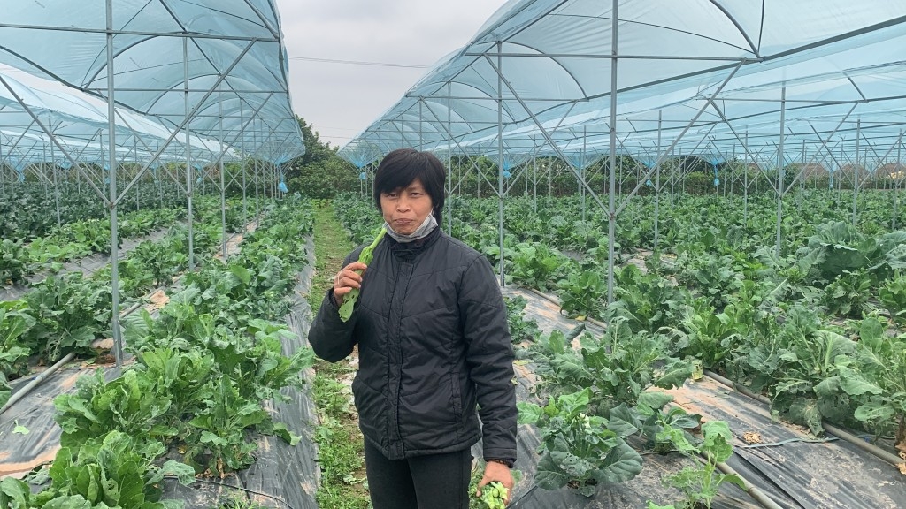 Chị Đặng Thị Cuối sử dụng sản phẩm rau sạch của mình ngay tại trang trại. Ảnh Int