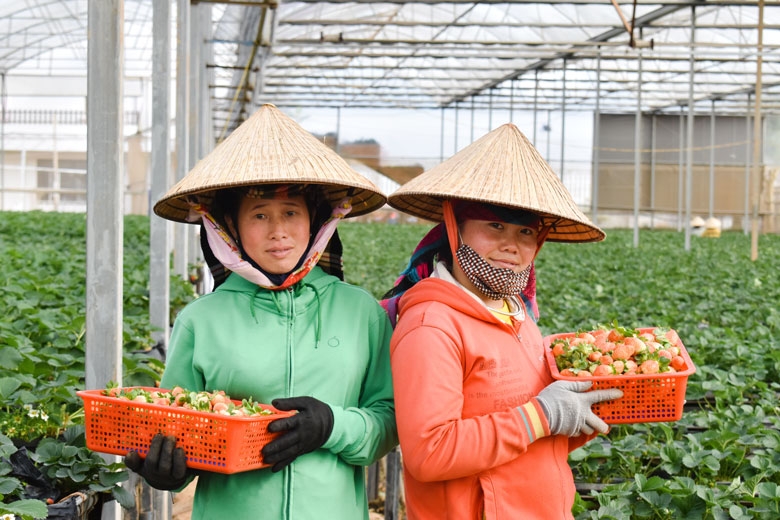 Luật Hợp tác xã nếu được sửa đổi, bổ sung toàn diện sẽ tạo điều kiện thuận lợi để các tổ chức kinh tế tập thể phát triển năng động, hiệu quả, bền vững, thực sự là thành phần quan trọng trong nền kinh tế.