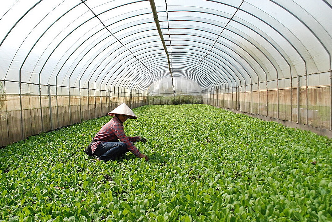 Nhờ sử dụng công nghệ sản xuất rau an toàn, hiện đại, sản phẩm rau sạch của HTX Cuối Quý luôn được thị trường đón nhận, sản xuất ra đến đâu tiêu thụ hết đến đó. Ảnh Int