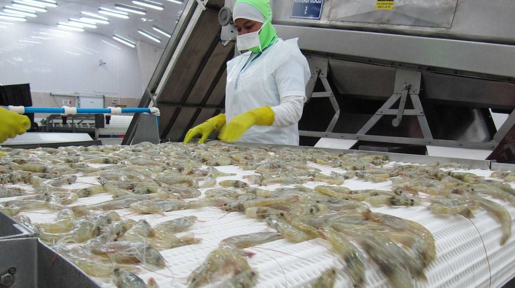 Do lợi thế về chi phí vận chuyển nên giá tôm của Ecuador rẻ hơn nhiều so với tôm Việt Nam trên thị trường Mỹ.