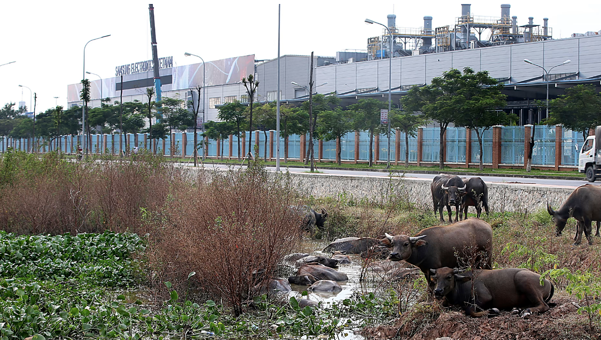 Trâu gặm cỏ và đầm mình bên ngoài nhà máy Samsung Electronics tại Khu công nghiệp Yên Phong, Bắc Ninh. © Getty Images