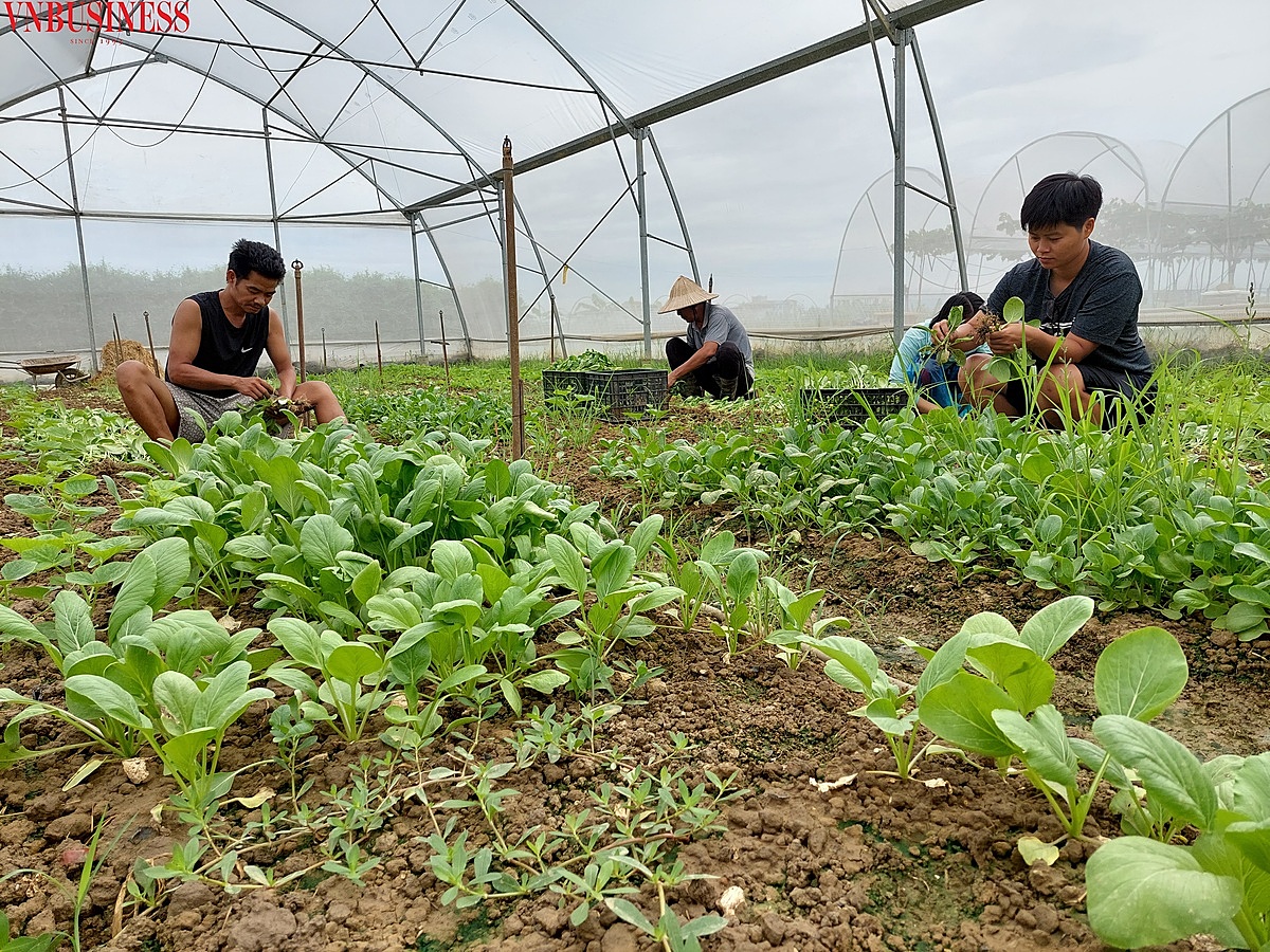 Số lượng HTX áp dụng công nghệ cao vào sản xuất ngày càng nhiều.
