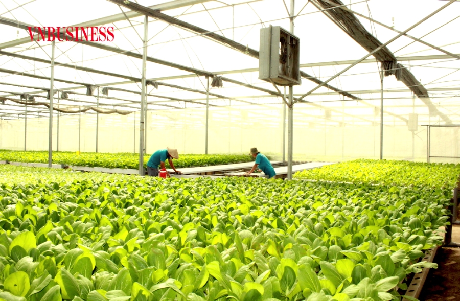 Một HTX trồng rau thuỷ canh ở Tp. Thủ Đức (Tp.HCM) ứng dụng hiệu quả chuyển đổi số ở hệ thống tưới tiêu không chỉ giúp tiết kiệm thời gian, chi phí mà còn tiết kiệm nguồn nước.