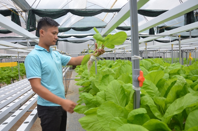 Không ít HTX đã thực hiện chuyển đổi số để nâng cao hiệu quả, thích ứng với thị trường.