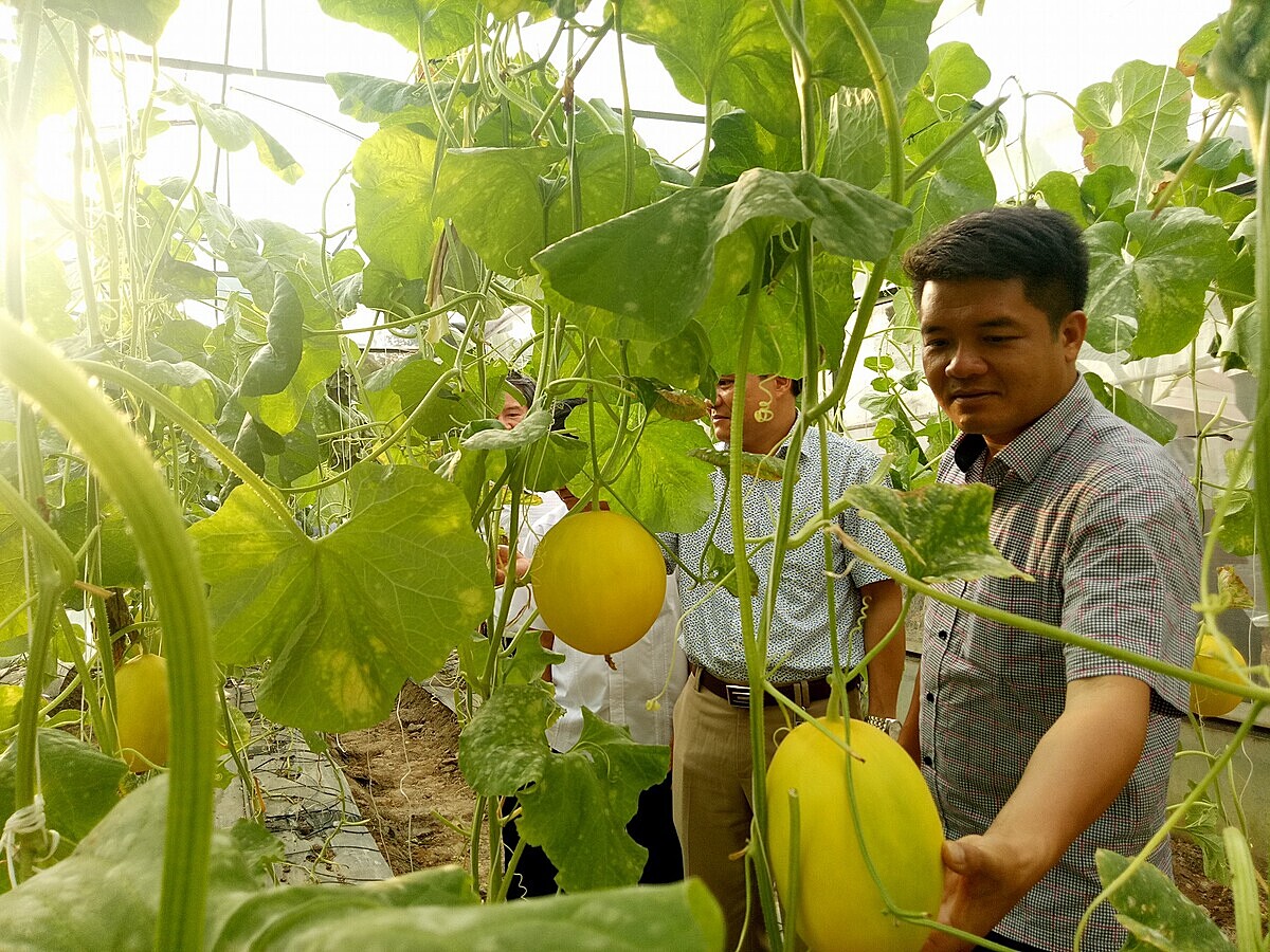 Tháo gỡ những khó khăn về vốn, đất đai, nhân lực... sẽ là đòn bẩy giúp HTX thực hiện chuyển đổi số.