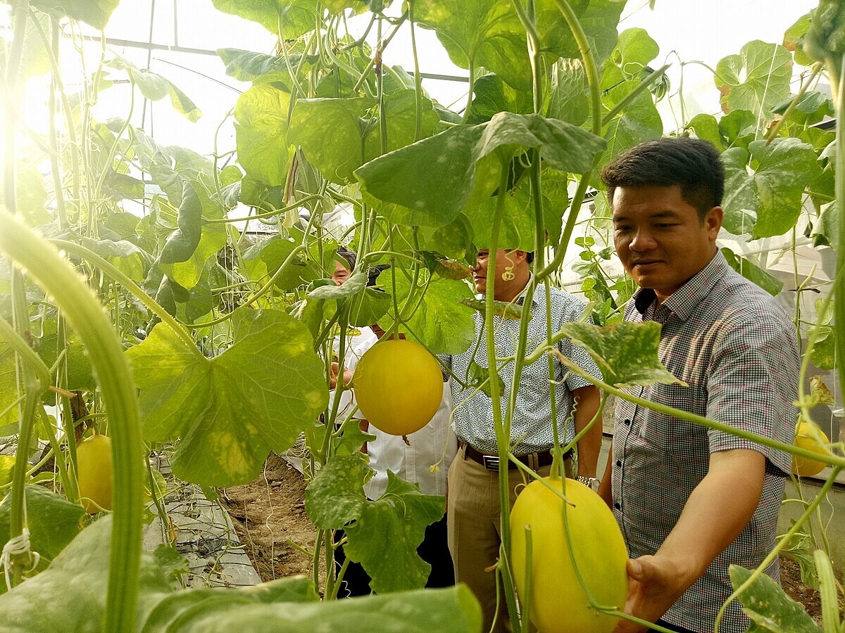 Tháo gỡ những khó khăn về vốn, đất đai, nhân lực... sẽ là đòn bẩy giúp HTX thực hiện chuyển đổi số.