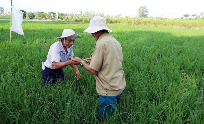 Đẩy mạnh ứng dụng quản lý sức khỏe cây trồng tổng hợp (IPHM) nhằm chủ động phòng chống sinh vật gây hại cây trồng.