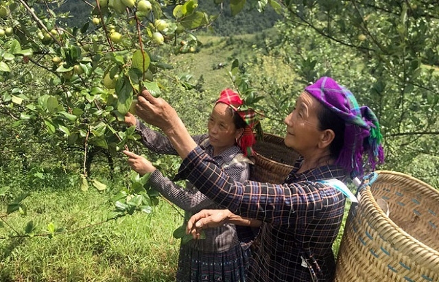 Nhiều HTX đã biến cây Sơn tra trở thành cây hàng hóa mang lại thu nhập cao và ổn định cho người dân.