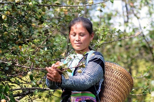 Các HTX trồng Sơn Tra đã góp phần ổn định kinh tế, xã hội ở địa phương.