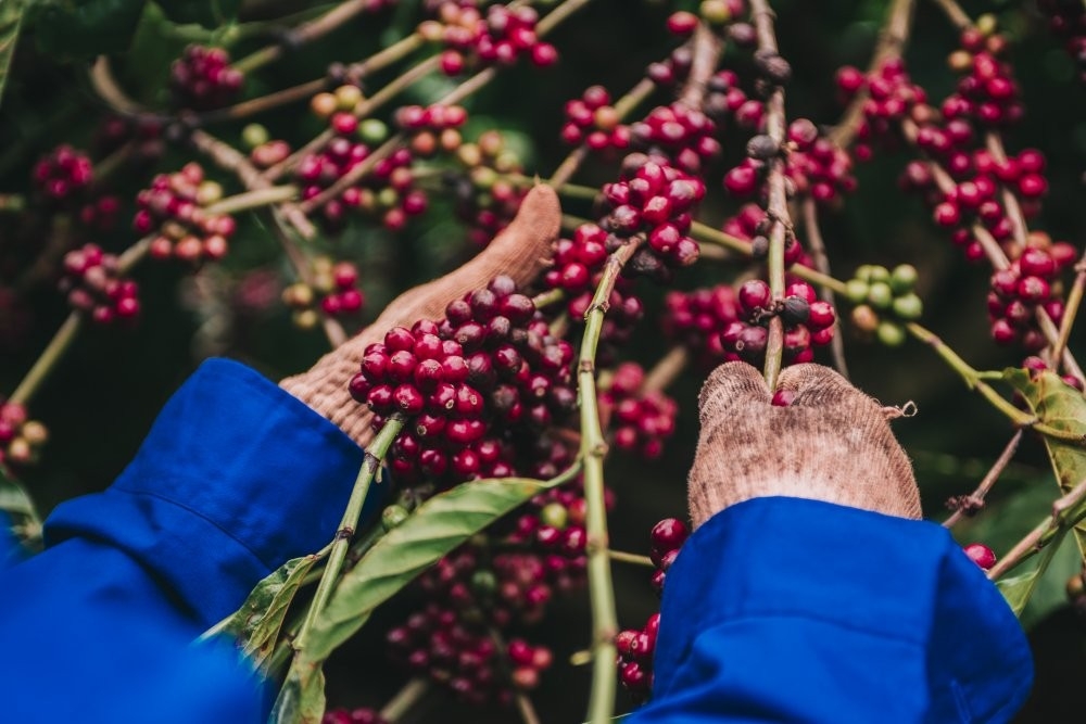 Giá cà phê hôm nay trong khoảng 46.800 - 47.400 đồng/kg.