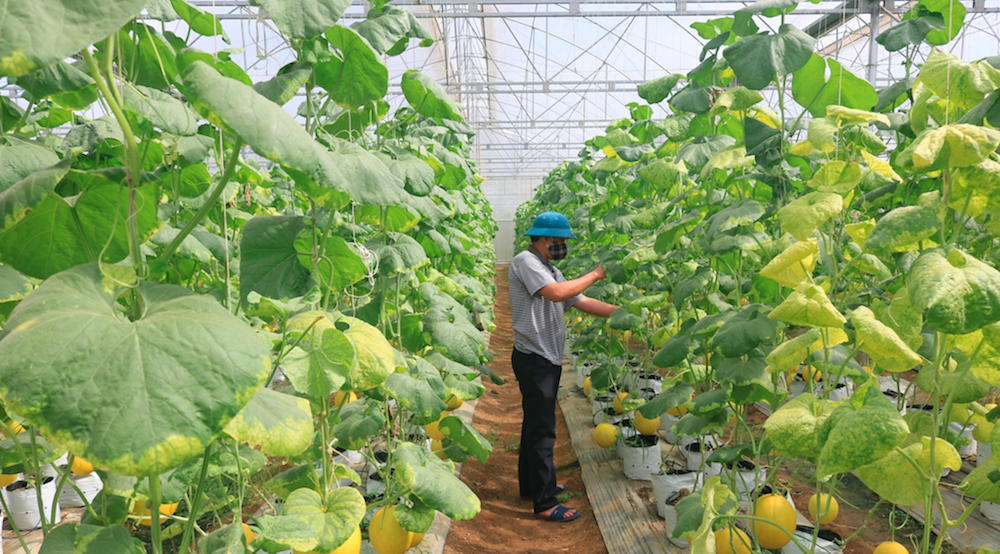 Chuyển đổi sản xuất nông nghiệp có ý nghĩa quan trọng trong việc xây dựng nông thôn mới nâng cao ở huyện Thiệu Hóa.