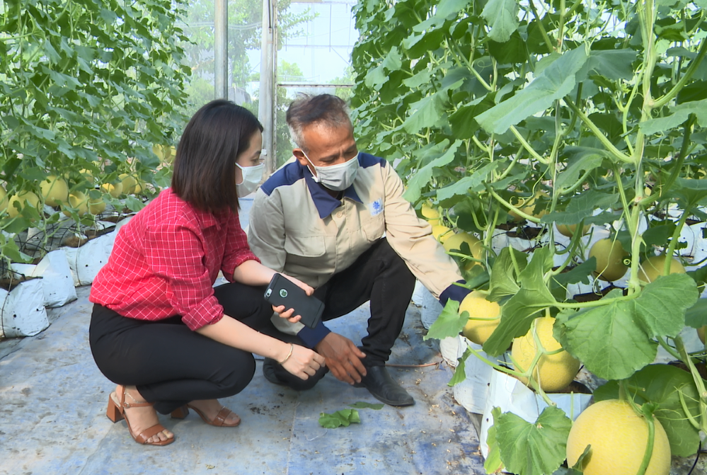 Ứng dụng công nghệ cao góp phần thực hiện thành công tái cơ cấu ngành nông nghiệp huyện Phù Cừ (Ảnh: Int)