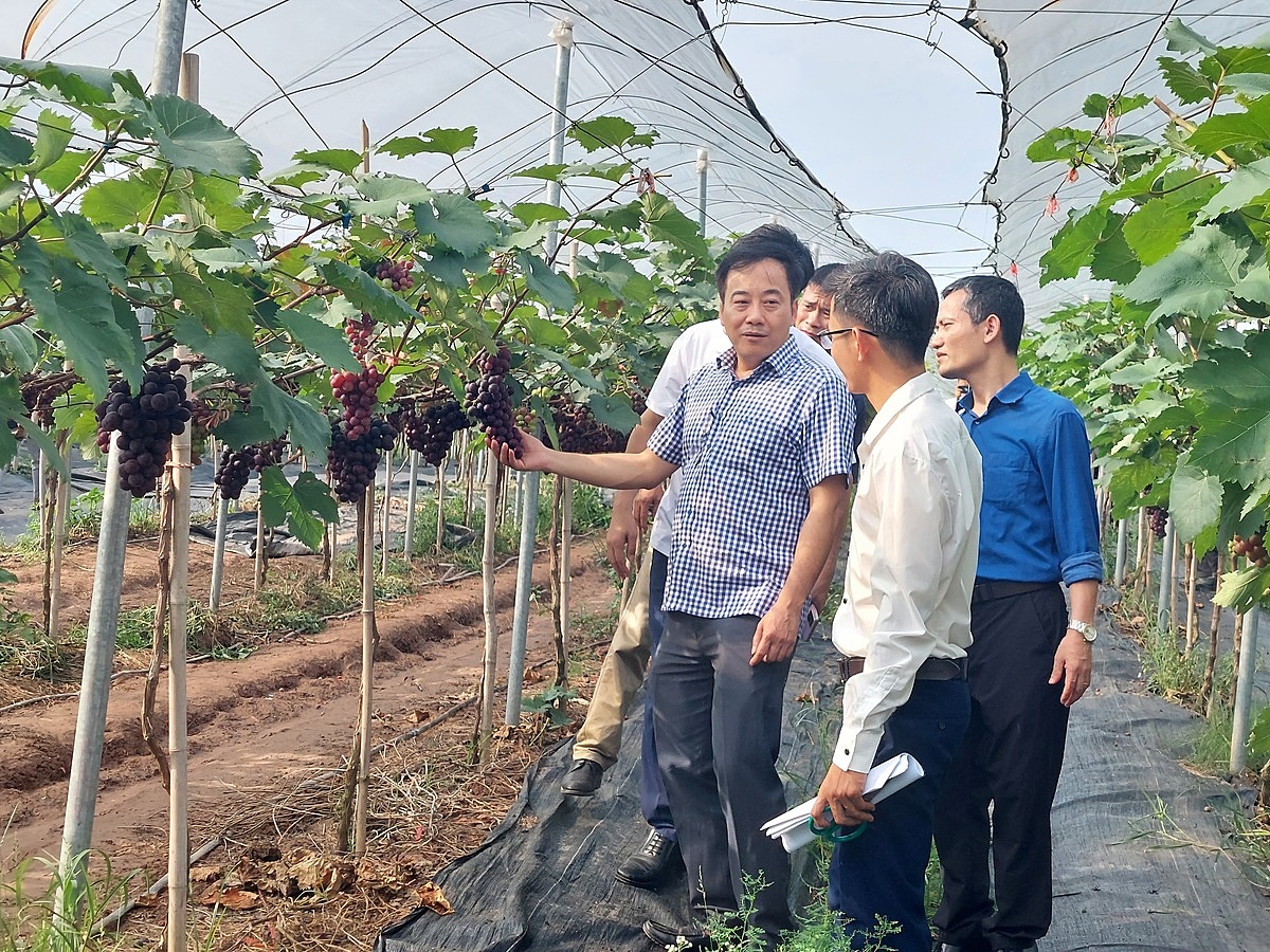 Mô hình trồng nho của HTX Vĩnh Ngọc là điểm đến của không ít du khách.