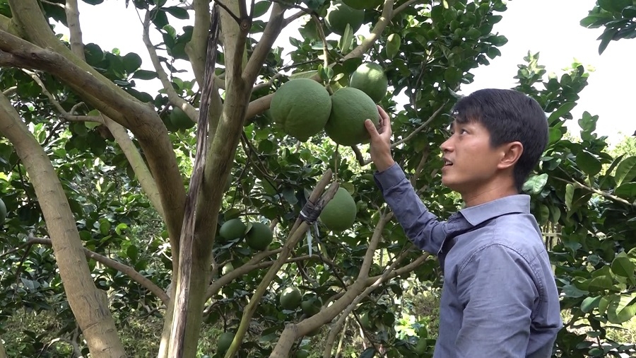 Khu vực KTTT, HTX đang ngày càng khẳng định vai trò quan trọng trong quá trình xây dựng NTM nâng cao ở Thoại Sơn.