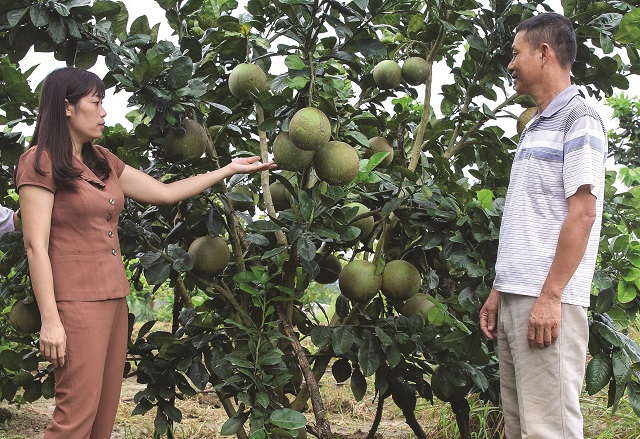 Thực hiện mục tiêu xóa đói, giảm nghèo nhiều địa phương tích cực chuyển đổi cơ cấu cây trồng, mang lại hiệu quả cao.