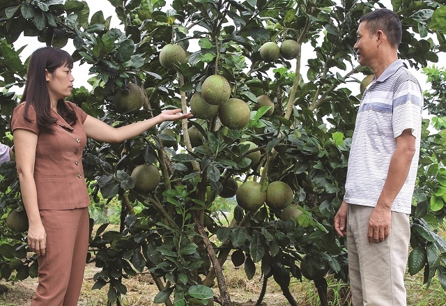 Thực hiện mục tiêu xóa đói, giảm nghèo nhiều địa phương tích cực chuyển đổi cơ cấu cây trồng, mang lại hiệu quả cao.