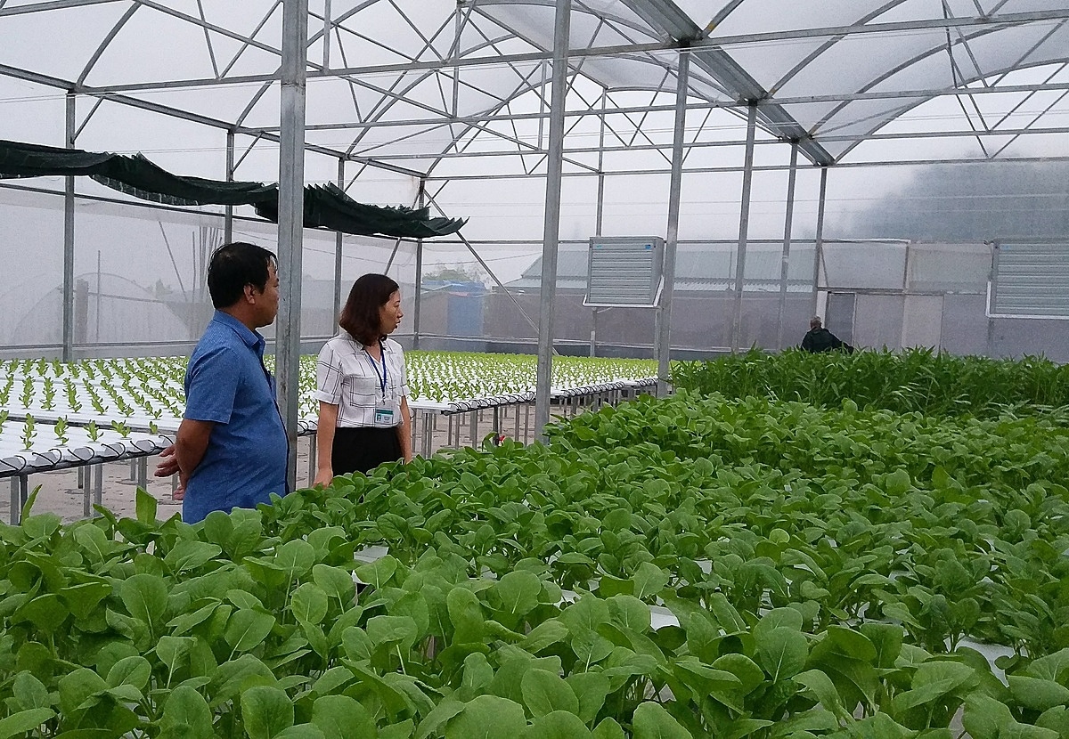 Chuỗi rau an toàn của HTX Văn Đức nhận được sự quan tâm của các cơ quan quản lý.