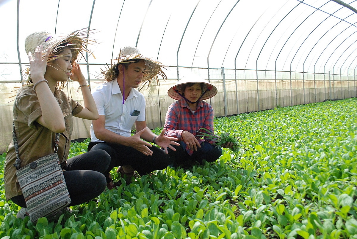 HTX gặp khó khăn vì thời hạn thuê đất để phát triển nông nghiệp công nghệ cao tại địa phương chỉ có thời hạn 5 năm.