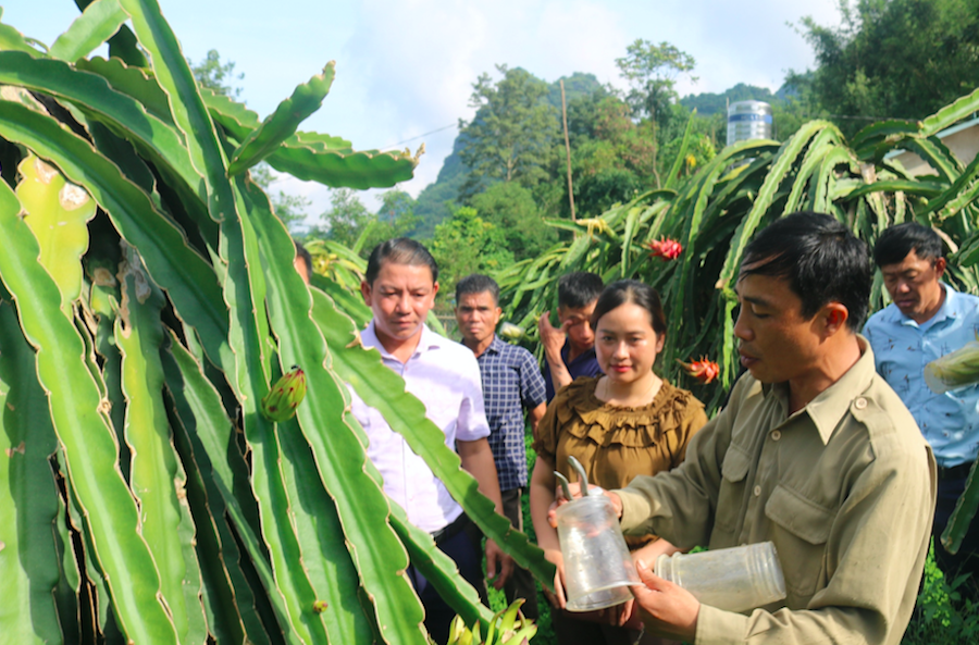 Phát triển kinh tế nông thôn thông qua hợp tác xã là hướng đi trong xây dựng nông thôn mới giai đoạn 2021 - 2025.
