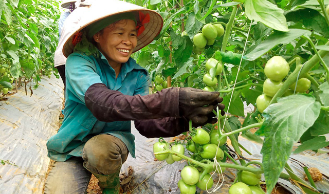 HTX nông nghiệp đang chuyển dịch theo hướng đa dạng hóa các ngành nghề, dịch vụ nâng cao thu nhập thành viên.