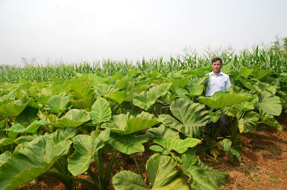 Cây Khoai môn tại xã Vĩnh Kim, Vĩnh Linh đang mang lại hiệu quả kinh tế cao cho người dân nơi đây.