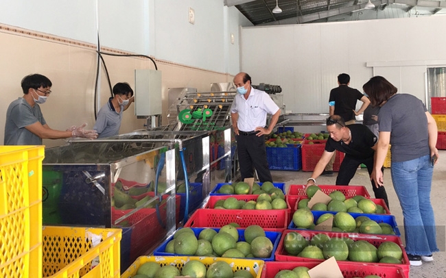 Sự thành công của trái bưởi da xanh của HTX bưởi da xanh Bến Tre đang góp phần thành công vào xây dựng OCOP và NTM ở tỉnh Bến Tre.