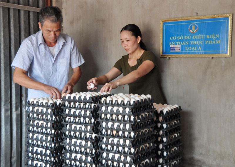 Hiện nay, HTX chăn nuôi Yên Bình, xã Hòa Tiến đang tiến hành cung ứng cho Công ty Bánh kẹo Hữu Nghị với sản lượng 200.000 quả trứng/tháng.