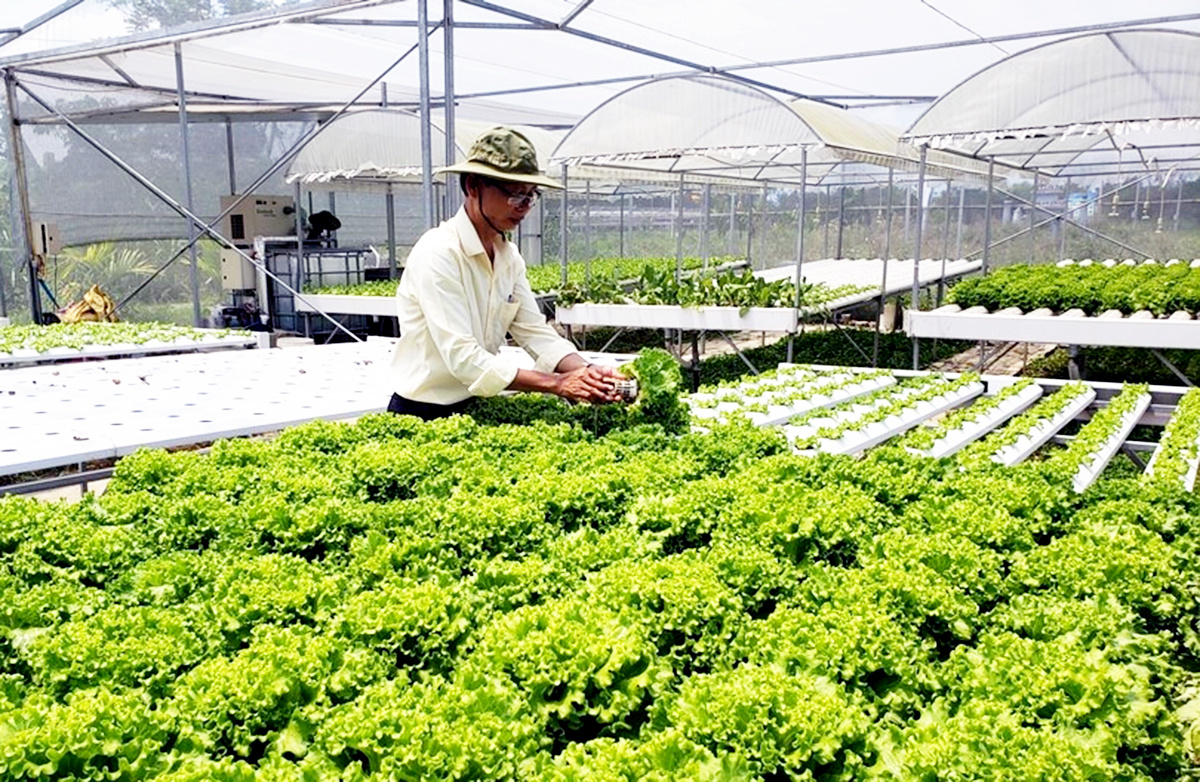 Các HTX đóng vai trò quan trọng trong xây dựng nông thôn mới, nâng cao đời sống người dân (Ảnh: BCT).