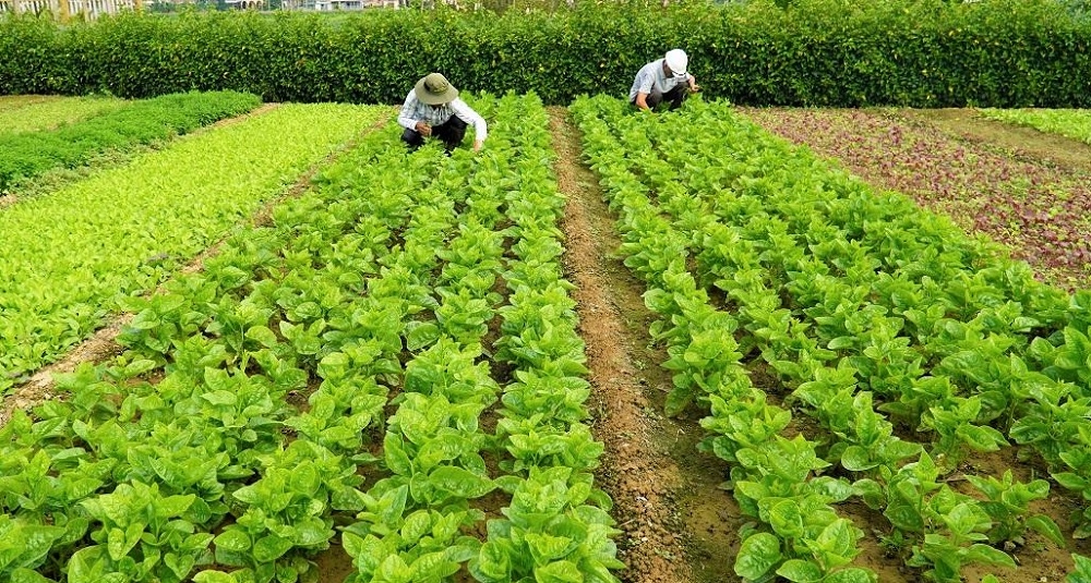 Vườn rau của HTX trồng rau hữu cơ ở thôn An Mô, xã Đức Lợi (Mộ Đức).