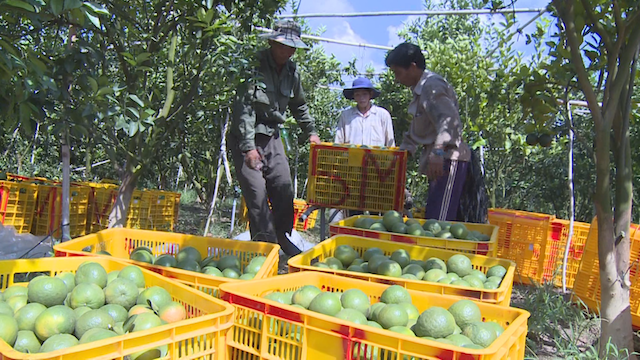 HTX cây ăn quả Tân Mỹ tham gia Đề án hỗ trợ xây dựng HTX sản xuất, kinh doanh gắn với chuỗi giá trị do Liên Minh HTX Việt Nam thực hiện (Ảnh: Int)