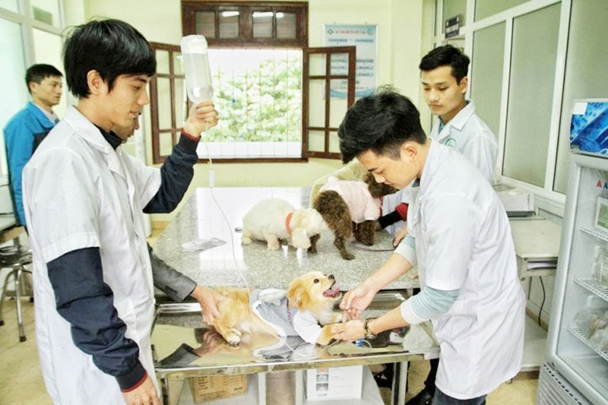 Học sinh, sinh viên học nghề bác sỹ thú y có cơ hội nghề nghiệp lớn, thu nhập cao.