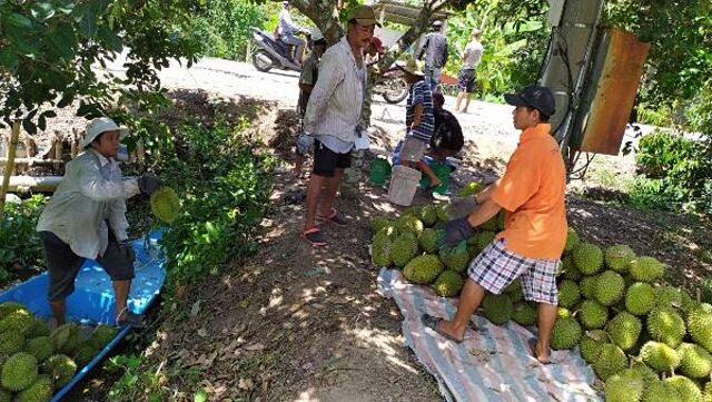 Sầu riêng Tân Thới đang được hướng dẫn thủ tục cấp mã số vùng trồng, tiến tới xuất khẩu chính ngạch sang thị trường Trung Quốc (Ảnh: Int)