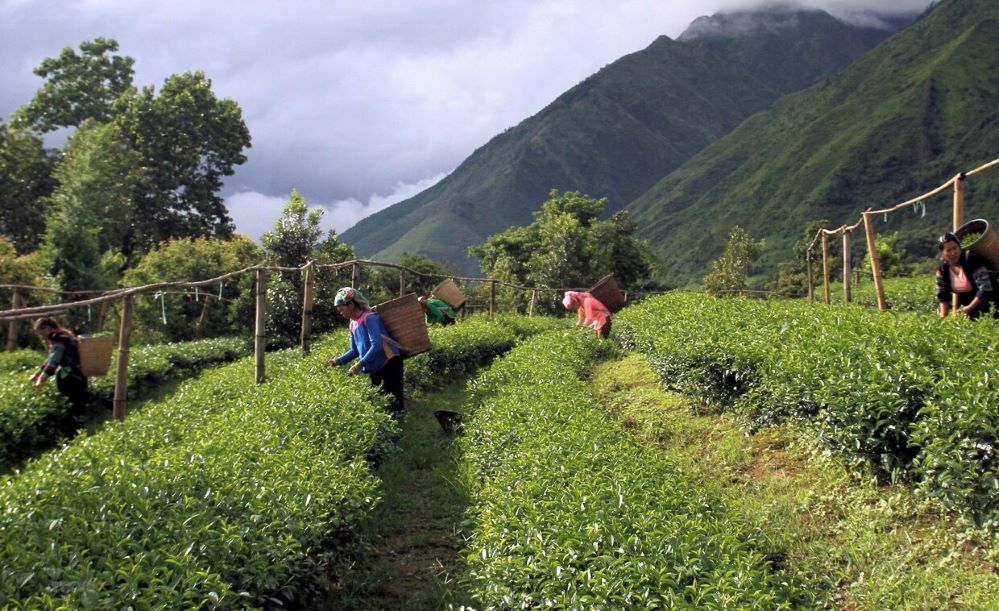HTX là mắt xích quan trọng trong chuỗi liên kết nông sản (Ảnh: Int)