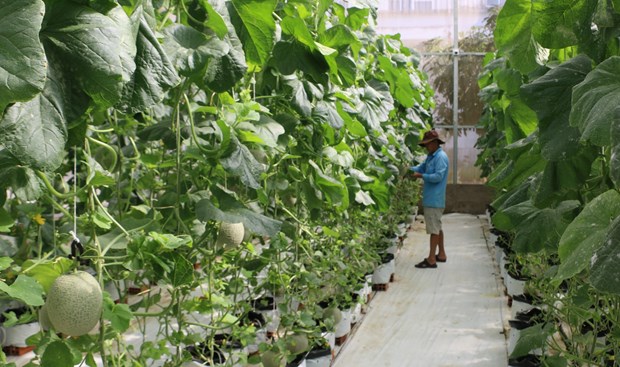 Các mô hình sản xuất, trồng cây áp dụng công nghệ ngày một phổ biến, góp phần xây dựng NTM ở Bạc Liêu thành công.