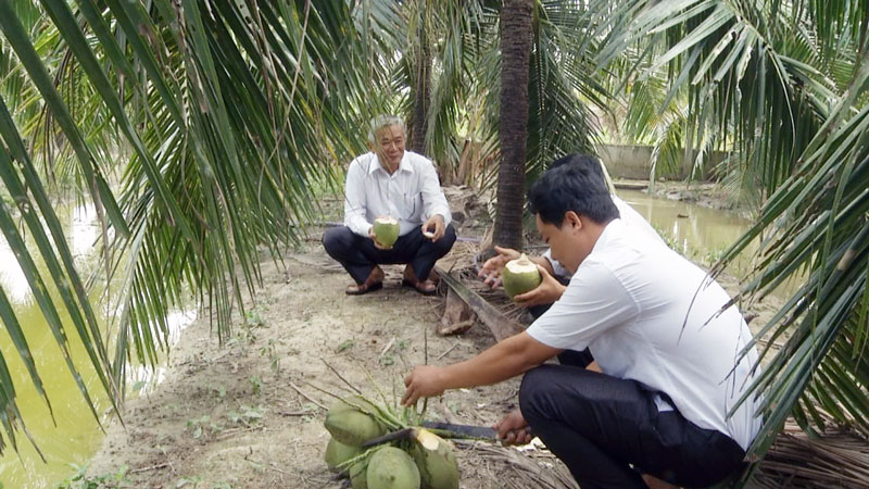 Qua thời gian thực hiện mô hình cải tạo 20 ha vườn dừa có hiệu quả kinh tế thấp, bà con nông dân đã chủ động thực hiện tốt quy trình kỹ thuật được chuyển giao và đầu tư công chăm sóc đã mang lại kết quả thiết thực trên vườn dừa.