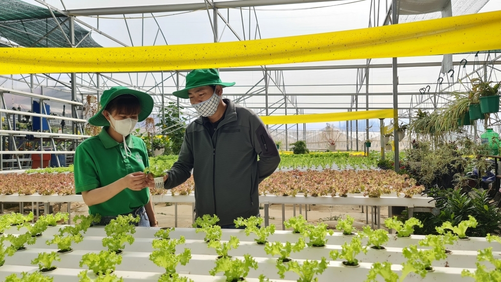 Nông dân hỗ trợ kiến thức cho nhau thông qua mô hình HTX.