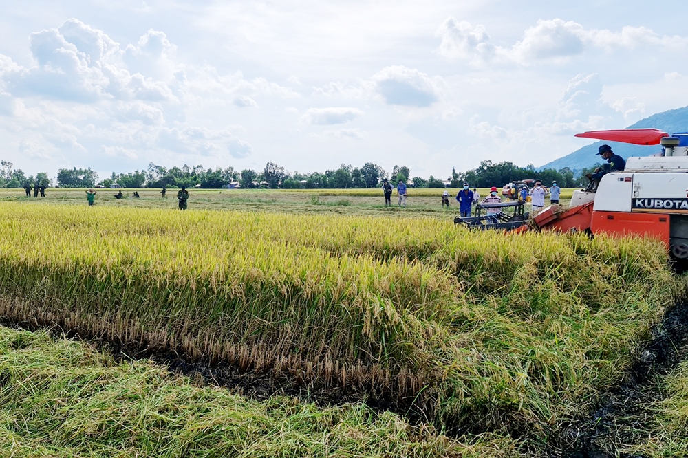 Khu vực KTTT, HTX ở An Giang có nhiều đổi thay rõ rệt từ chương trình xây dựng nông thôn mới.