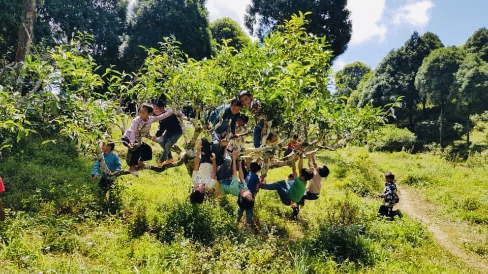 Trẻ em nô đùa trên cây Chè Sah Tuyết cổ thụ ở HTX Suối Giàng.