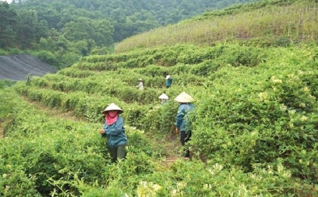 Các HTX luôn tiên phong trong công tác xóa đói, giảm nghèo, phát triển kinh tế địa phương.