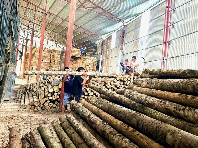 Hoạt động sản xuất gỗ rừng trồng của HTX Thanh Yên