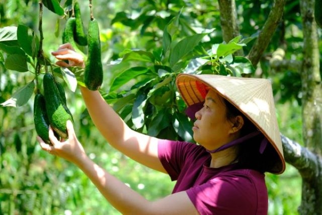 Phát triển sản phẩm OCOP gắn với xây dựng nguồn nguyên liệu nông sản (Ảnh: Int)