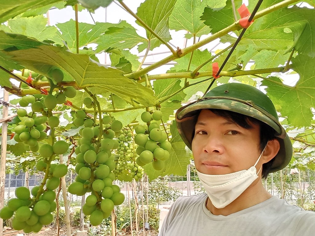 HTX nông nghiệp hữu cơ công nghệ cao Liêm Anh, thôn Đông Sơn, xã Việt Đoàn, huyện Tiên Du đã nhanh nhạy chuyển đổi từ mô hình trồng rau sạch sang trồng nho không hạt mang lại giá trị kinh tế cao, nâng cao thu nhập cho HTX.