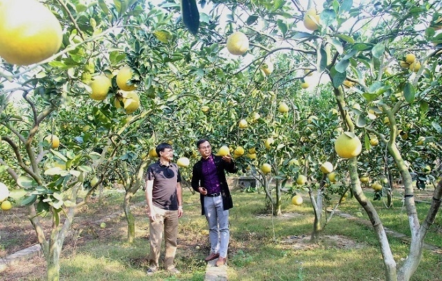 Sau khi Nhãn hiệu chứng nhận “Bưởi Hiệp Hòa” được chính thức bảo hộ, UBND huyện đã tổ chức hoạt động cấp quyền sử dụng nhãn hiệu cho 30 hộ gia đình, cá nhân có nhu cầu và đủ điều kiện sử dụng nhãn hiệu chứng nhận.