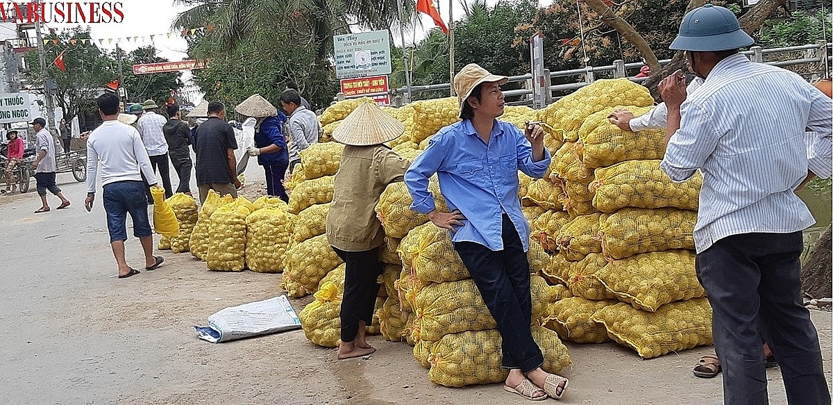 Sau khi người dân thu hoạch khoai tây, HTX sẽ thu mua toàn bộ sản phẩm.