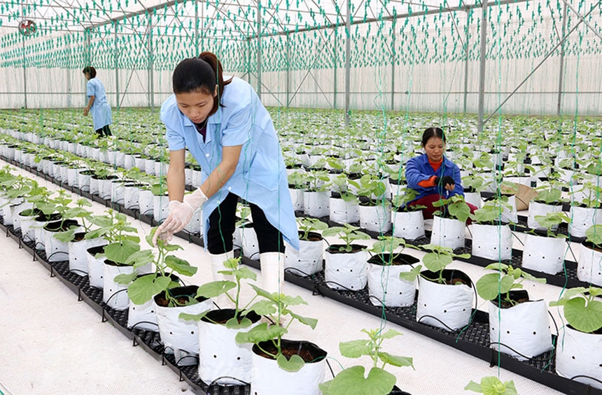 Các HTX trên địa bàn tỉnh Hà Nam trở thành yếu tố quan trọng trong xây dựng nông thôn mới