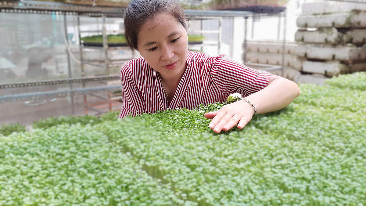 Nhiều phụ nữ ở Hà Nội đã xây dựng thành công chuỗi giá trị nông sản nhờ thành lập và tham gia các HTX.